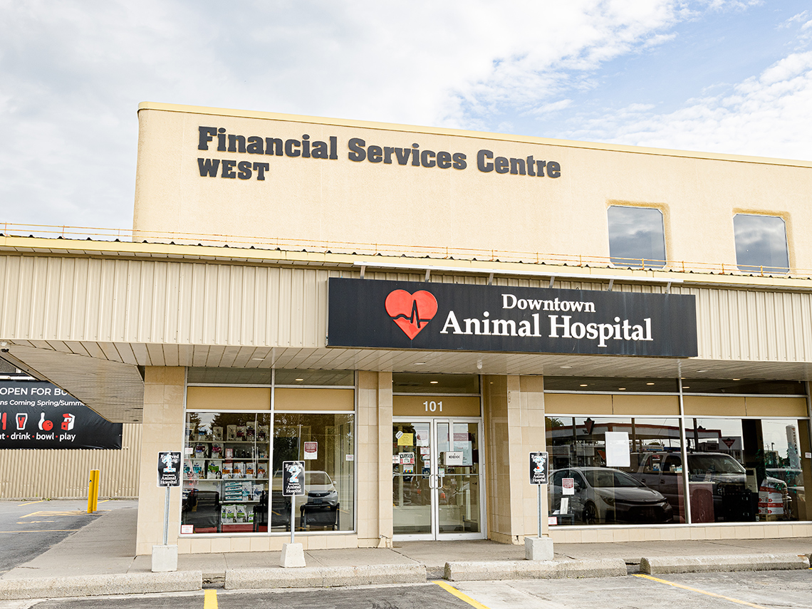 Downtown Animal Hospital Kingston (2017)